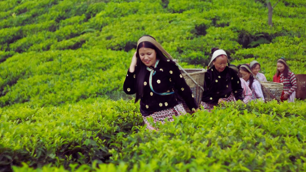 Managing Director of G.M. Tea Co.